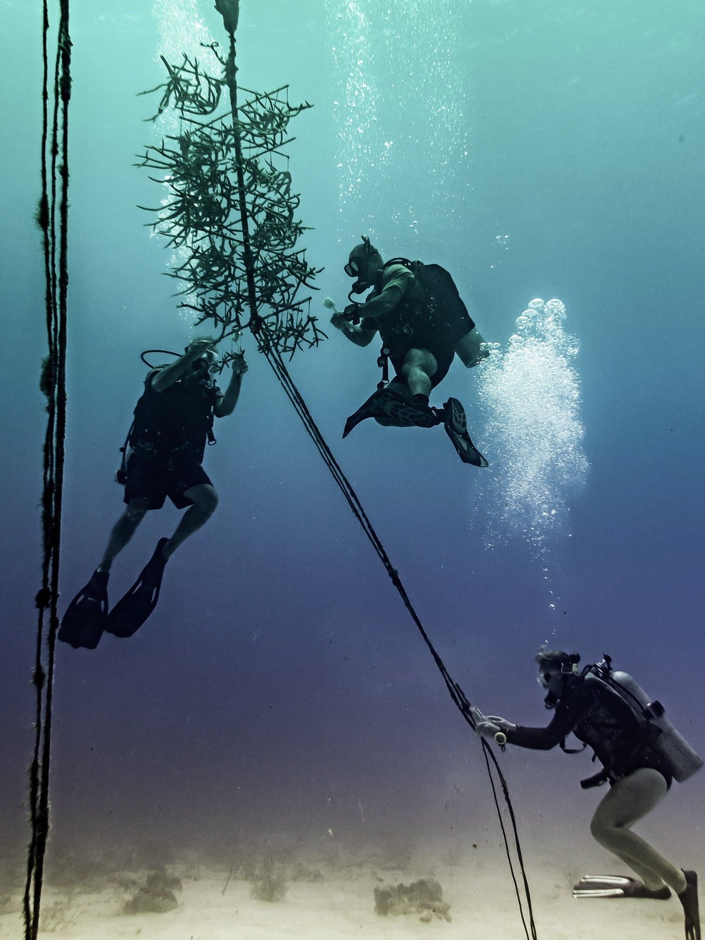 Plant a Coral